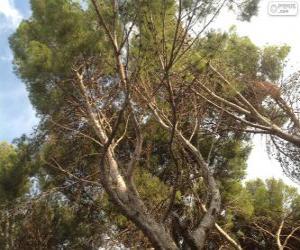 yapboz Mediterranean pine